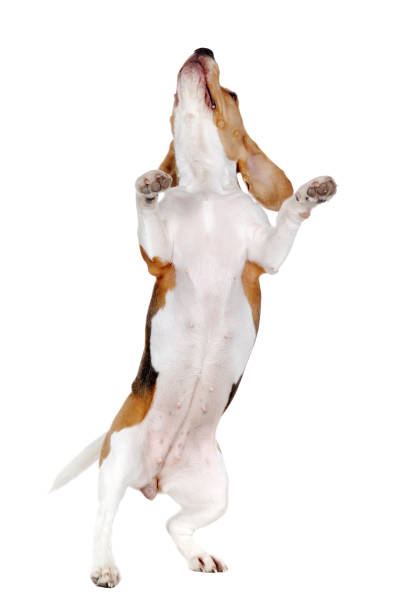 istock Full length front view of a dancing on hind legs beagle 1418264654