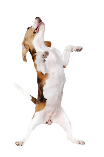 istock Happy beagle standing on hind legs looking up 1418264666