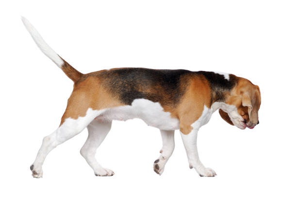 istock Side view of Beagle following the tracks 1418264681