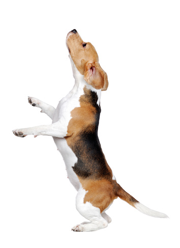 Side view picture of a begging beagle on hind legs against white background