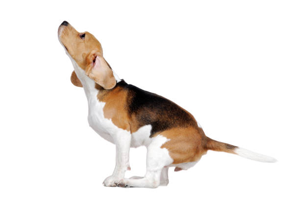 istock Young beagle dog preparing to jump high in a white studio 1418264715
