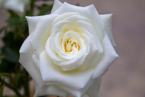 A detailed close up of a white rose.