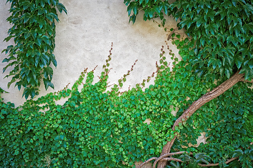 Ivy on the wall background