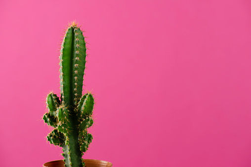 Cactus plant on pink background.