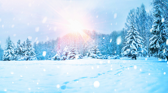 Beautiful wide format background image of winter nature - a snowy forest, a cold setting sun and a snowy surface with chains of footprints.