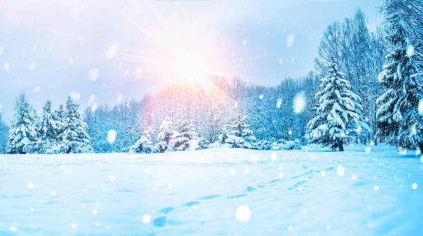 Photo of Beautiful background image of winter nature of forest with cold sun and light snowfall.