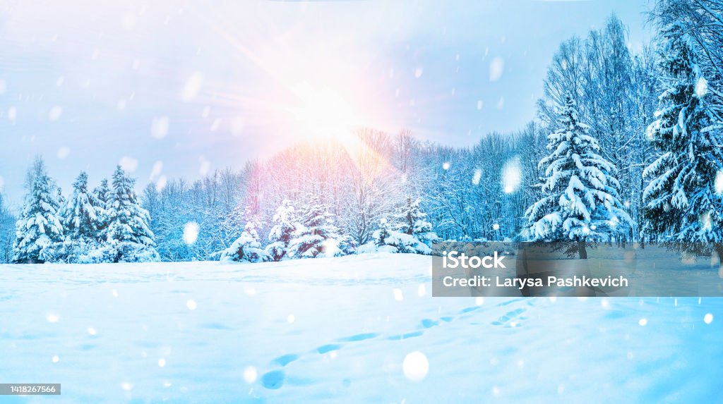 Beautiful background image of winter nature of forest with cold sun and light snowfall. Beautiful wide format background image of winter nature - a snowy forest, a cold setting sun and a snowy surface with chains of footprints. Winter Stock Photo