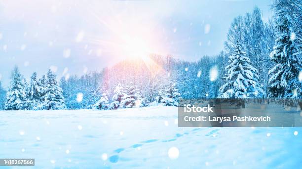 Beautiful Background Image Of Winter Nature Of Forest With Cold Sun And Light Snowfall Stock Photo - Download Image Now