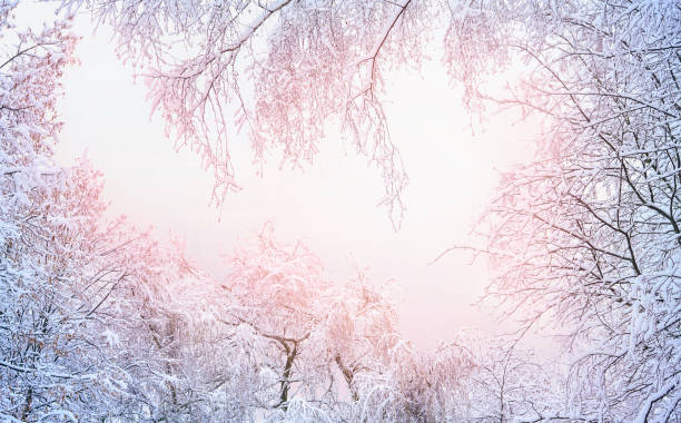 Beautiful atmospheric winter background image of tree crowns covered with frost in the pinkish light of the passing day. Winter natural frame.