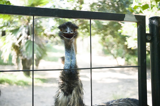 Ostrich in the fence
