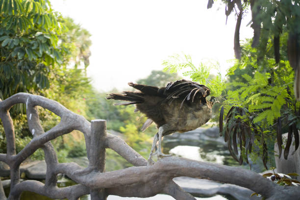 The beautiful peacock is about to take off