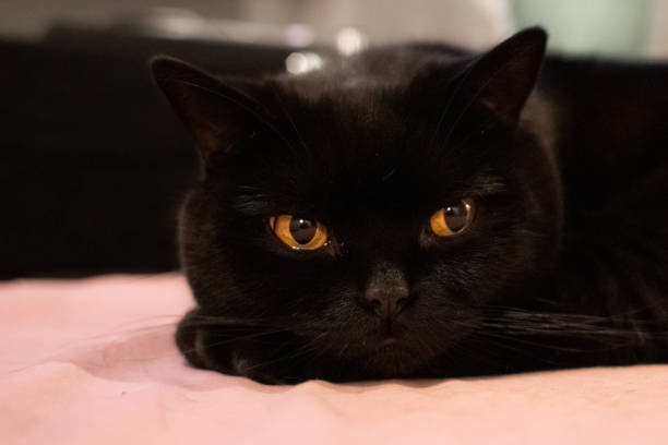 un gatto nero scozzese dritto è sdraiato a guardare la fotocamera - domestic cat kitten scottish straight short hair foto e immagini stock