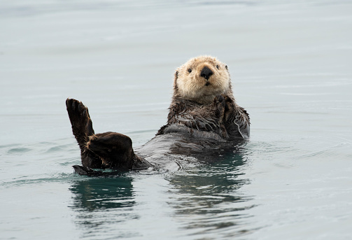 Sea Otter Floating in Kachemak Bay, Alaska