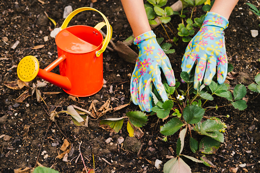 A woman in cute blue gloves gardening.