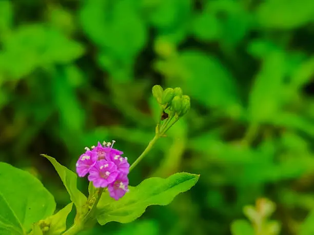 Photo of Lal Punarnava Spreading Hogweed Tar Vine Red Spiderling Wineflower Santh Flowers Plant Ayurvedic