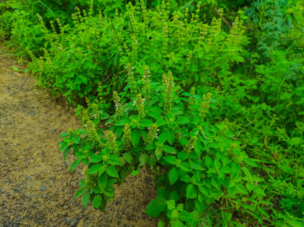 thumbnail image 2 of Lemon Basil Seeds - 500+ Count - TomorrowSeeds - Lao Hoary Citrus Basil For 2025 Planting 2 of 4
