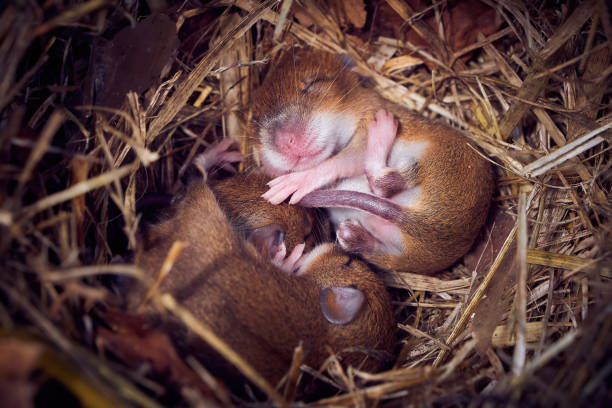 istock Baby mice sleeping in nest in funny position 1418274527