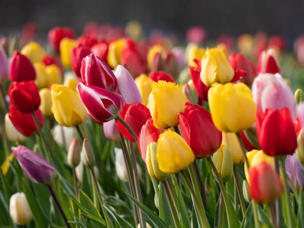 schließen sie bunte tulpenblüten auf einem feld auf - tulip stock-fotos und bilder