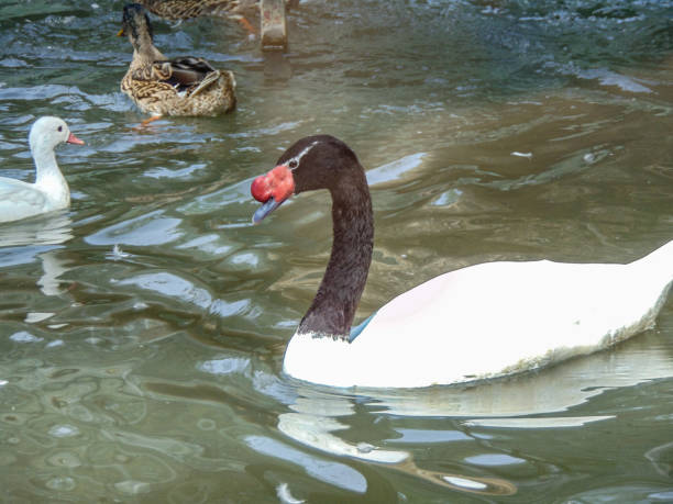 istock black-necked swan (Cygnus melancoryphus) on water 1418277485