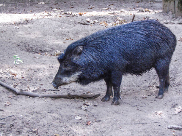 istock Peccary pig at the zoo in summer 1418277502