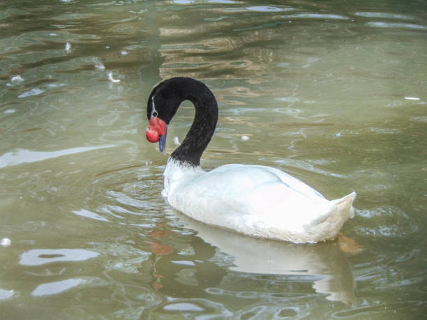 istock black-necked swan (Cygnus melancoryphus) on water 1418277508