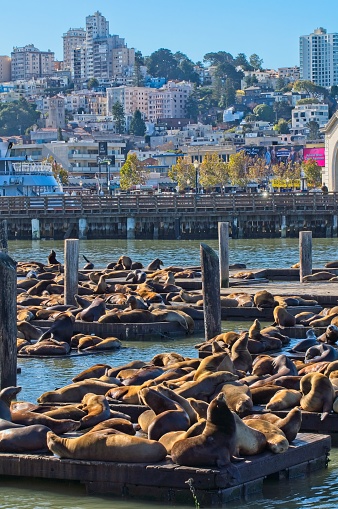 Sea Lions on pier 39 with Marina District of San Francisco in background, November 2009.
