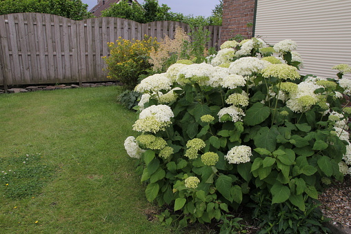 a flower garden with a big white hydrangea plant and a green lawn and fence in springtime