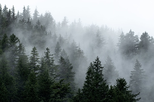 An astonishing view of foggy, fir forest in early morning