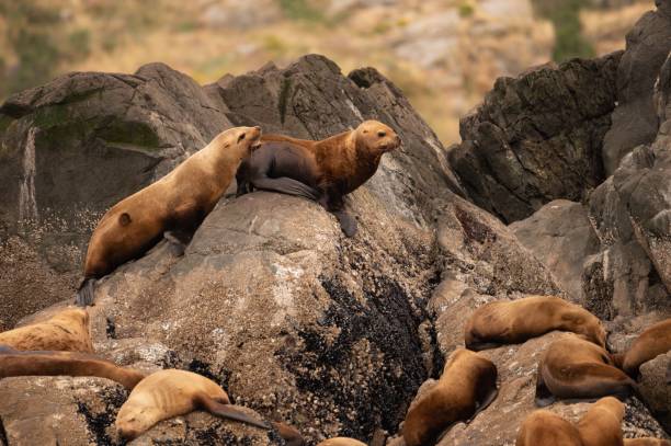 istock Group of sea lions playing on rocks 1418279128