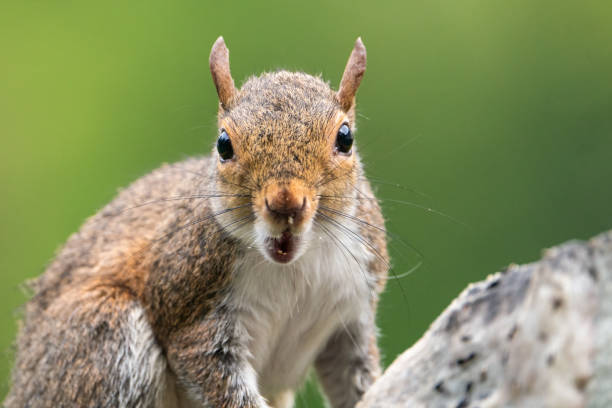 Grey Squirrel A grey squirrel looking into the camera. amoeba photos stock pictures, royalty-free photos & images