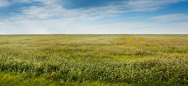 buckwheat field panoramic view on blue sky background