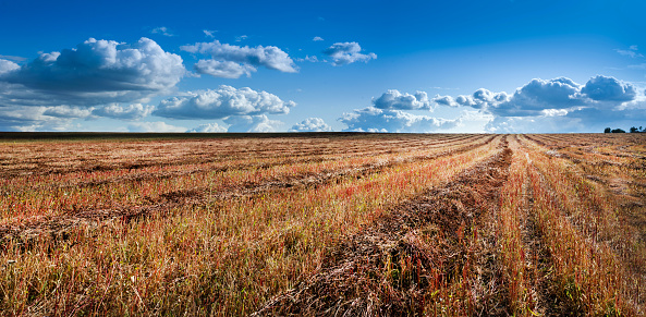 Beautiful agricultural landscape with winding brown rows of mown buckwheat, straw and birches on a background of blue sky