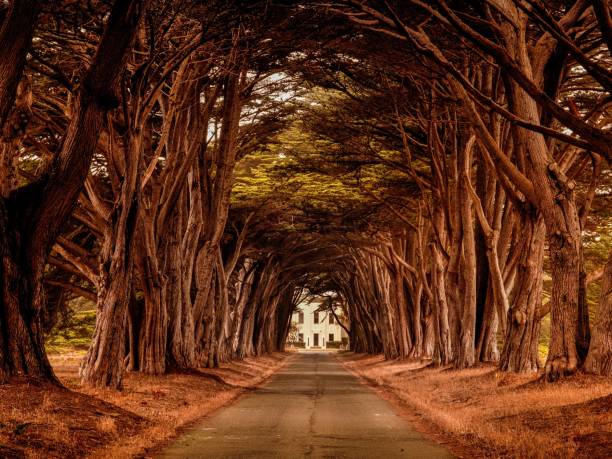 istock Road surrounded by trees in a park 1418281435
