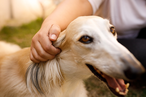 Woman's hand petting a dogs ear