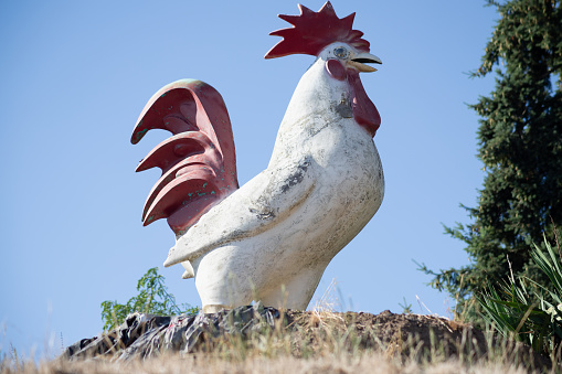 This is an image of an 8 foot tall white rooster with red comb and tale with blue sky in the background.  A rock outcropping is in the foreground.