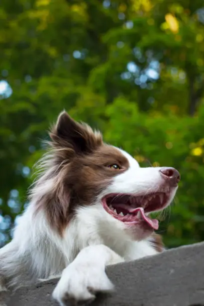 Adorable Young Border collie dog sitting on the ground against green foliage. Cute fluffy brown and white Border collie petportrait.