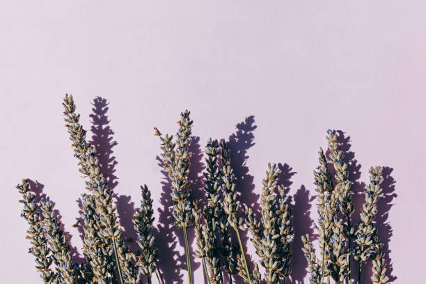istock Lavender flowers on pink background in natural sunlight, top view 1418284374