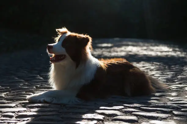 Adorable Young Border collie dog sitting on the ground against evening sun light. Cute fluffy brown and white Border collie petportrait.