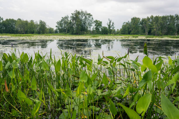 istock Petrie Island Park，Ottawa 1418285498