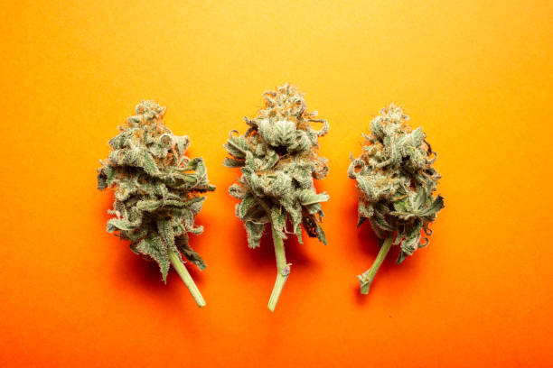 istock Dried Cannabis Flowers on Orange Background 1418285728