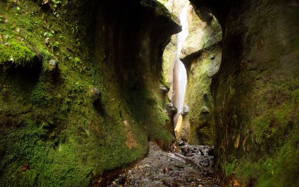 istock Narrow path through mossy rocks in British Columbia 1418286668