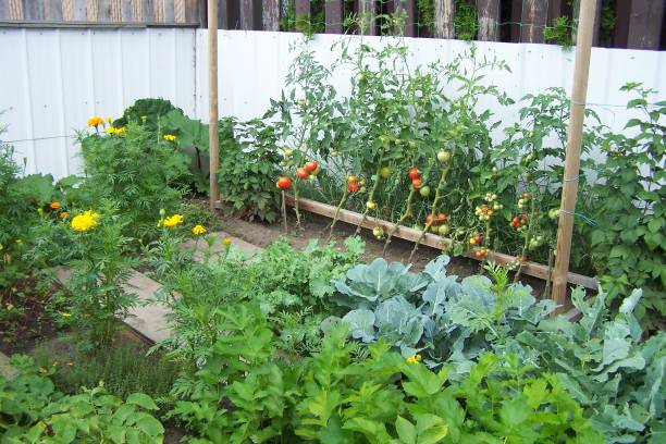 istock City Vegetable garden 1418288298