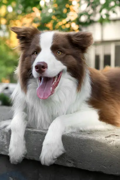 Adorable Young Border collie dog sitting on the ground against livinghouse. Cute fluffy brown and white Border collie petportrait.