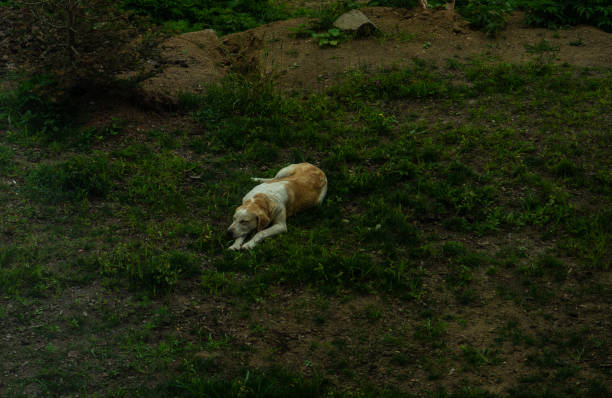 Dog sleeping on street bench