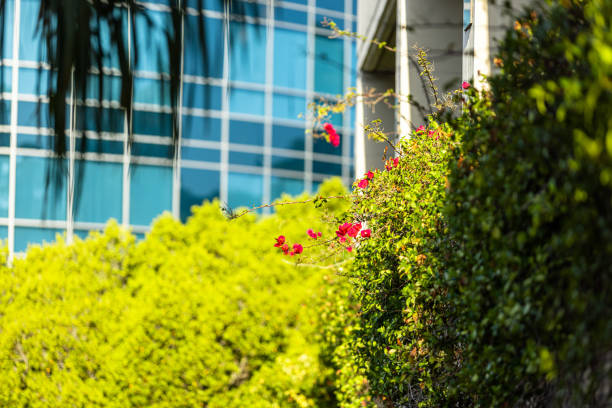 Bahai Gardens in Haifa, Israel. The golden-domed Shrine of the Báb on Mount Carmel. Blooming  geranium  in the Bahai Gardens of Haifa.