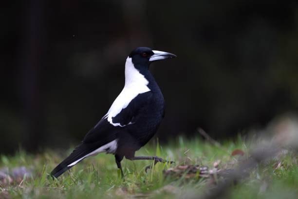 istock Portrait of a magpie walking through the grass 1418295157