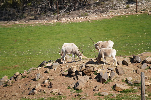 Color landscape photo of Addax grazing on a rocky hill in the Zoo