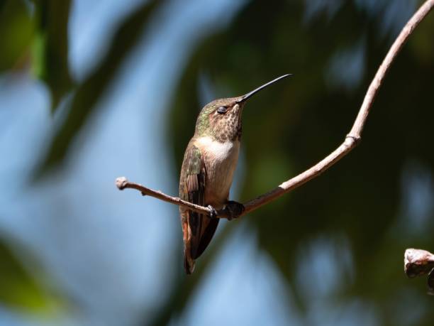 Allen's hummingbird stock photo