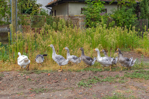 istock Flock of Geese 1418300177