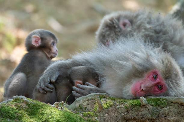 a family of japanese monkeys in arashiyama, kyoto. - 3675 imagens e fotografias de stock